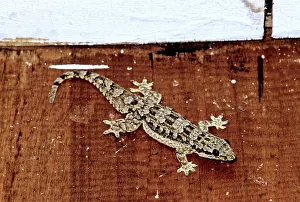 Geckos: Flat-tailed gecko (Cosymbotus platyurus)