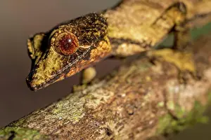 Marojejy: Flat-tailed gecko (Uroplatus fivehy), Marojejy