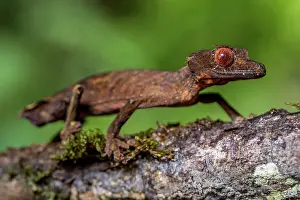 Marojejy: Flat-tailed gecko (Uroplatus fivehy), Marojejy