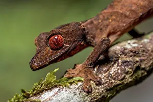 Marojejy: Flat-tailed gecko (Uroplatus fivehy), Marojejy