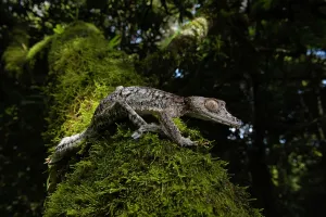 Uroplatus: Flat-tailed gecko (Uroplatus gigantaeus) in the
