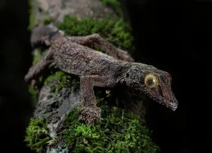 Uroplatus: Flat-tailed gecko (Uroplatus sikorea) in the rainforests