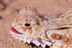 Phrynosoma: Flat-tailed Horned LIZARD