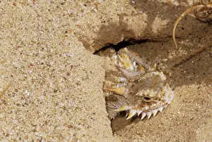 Phrynosoma: Flat-tailed Horned LIZARD - emerging from burrow