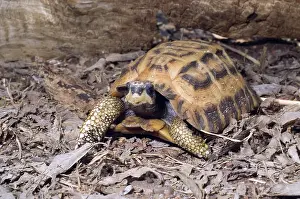Endangerd: Flat-Tailed Spider Tortoise