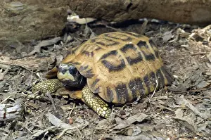 Endangerd: Flat-Tailed Spider Tortoise