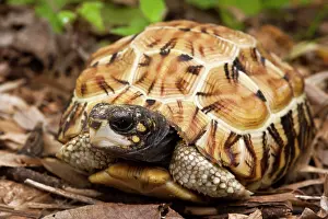Pyxis: Flat-tailed Tortoise (Pyxis planicauda)