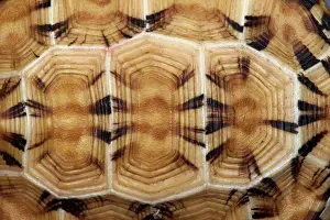 Pyxis: Flat-tailed Tortoise (Pyxis planicauda)