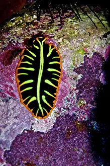 Pseudoceros: Flat Worm