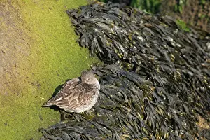 Maritima: Flat Wrack