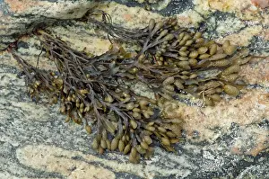 Spiralis: Flat Wrack - growing on rock