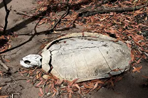 Depressus: Flatback Turtle carcase
