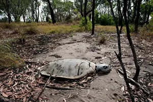 Depressus: Flatback Turtle carcase
