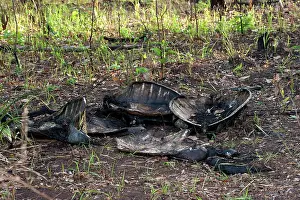 Depressus: Flatback Turtle carcase