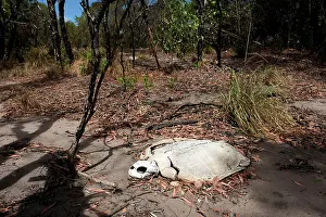 Depressus: Flatback Turtle carcase