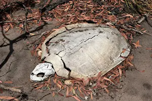 Depressus: Flatback Turtle carcase
