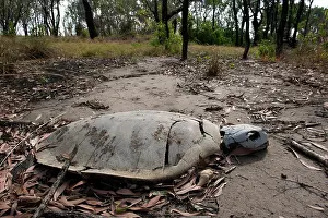 Depressus: Flatback Turtle carcase