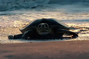 Depressus: Flatback Turtle - coming ashore to lay on Crab Island