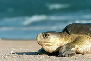 Depressus: Flatback Turtle - coming ashore to lay on Crab Island
