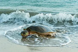 Depressus: Flatback Turtle - coming ashore to lay on Crab Island