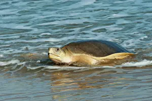 Depressus: Flatback Turtle - coming ashore to lay on Crab Island
