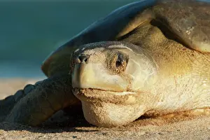 Depressus: Flatback Turtle - coming ashore to lay on Crab Island