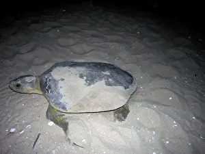 Depressus: Flatback turtle - A female flatback comes out of