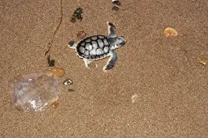 Turtles: FLATBACK TURTLE - HATCHLING