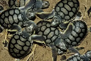 Depressus: FLATBACK TURTLE - HATCHLINGS