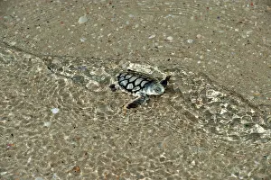 Depressus: Flatback Turtle - hatchlings