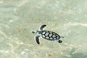 Depressus: Flatback Turtle - hatchlings