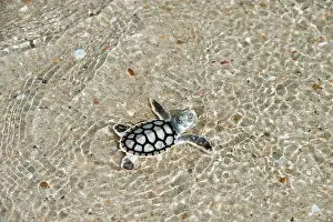 Depressus: Flatback Turtle - hatchlings