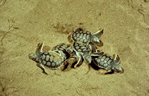 Depressus: Flatback Turtle - Hatchlings emerging at night