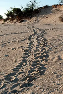 Depressus: Flatback Turtle Track - as the reptile goes up beach to lay