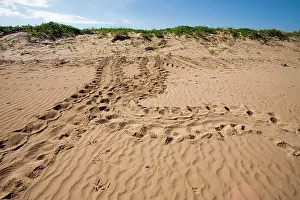 Depressus: Flatback Turtle tracks