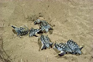 Flatback Turtles - Hatchlings emerging at night