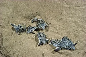 Depressus: Flatback turtles (Natator depressus) hatchlings