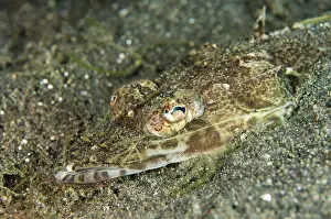 Jahir: Flathead on black sand on night dive Jahir dive