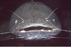 Lips: FLATHEAD CATFISH - showing barbels (feelers)