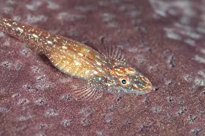 Flathead Goby