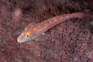Flathead: Flathead Goby Seraya shore dive, Bali, Indonesia