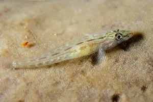 Sponge: Flathead Goby - on Sponge (Porifera Phylum) - Gili Lawa