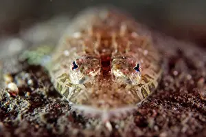 Retak: Flathead head-on view on black sand during night