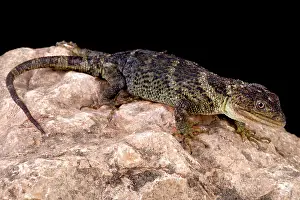 Colubrinae: Flathead knob-scaled lizard (Xenosaurus platyceps)