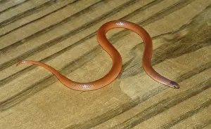 Gracilis: Flathead Snake