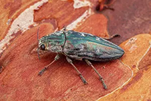 Destroying: Flatheaded pine borer (Chalcophora massiliensis)