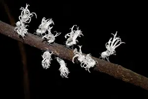Marojejy: Flatid Leaf Bug