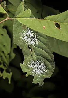 Larval: (Flatida) Late-stage larval cicada nymphs, Flatidae
