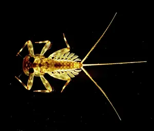 Nymphs: Flattened Mayfly Nymph