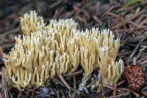 Higher: The Flattrige Fichtenkoralle is a typical coniferous f